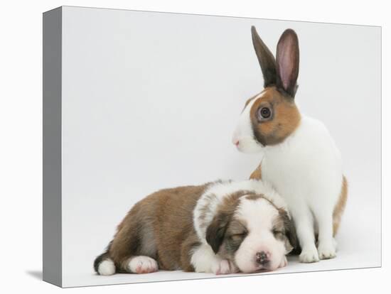 Fawn Dutch Rabbit with Sleeping Sable-And-White Border Collie Pup-Jane Burton-Premier Image Canvas