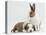 Fawn Dutch Rabbit with Sleeping Sable-And-White Border Collie Pup-Jane Burton-Premier Image Canvas