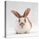 Fawn English-Spotted Rabbit, Female-Jane Burton-Premier Image Canvas