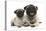 Fawn Pug and 8 Week Puppy-Mark Taylor-Premier Image Canvas