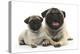 Fawn Pug and 8 Week Puppy-Mark Taylor-Premier Image Canvas