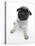 Fawn Pug Pup Sitting, Looking Up-Jane Burton-Premier Image Canvas
