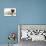 Fawn Pug Puppy, 8 Weeks, and Birman-Cross Kitten-Mark Taylor-Premier Image Canvas displayed on a wall