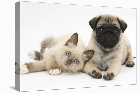 Fawn Pug Puppy, 8 Weeks, and Birman-Cross Kitten-Mark Taylor-Premier Image Canvas