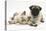 Fawn Pug Puppy, 8 Weeks, and Birman-Cross Kitten-Mark Taylor-Premier Image Canvas