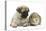 Fawn Pug Puppy, 8 Weeks, and Guinea Pig-Mark Taylor-Premier Image Canvas