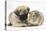 Fawn Pug Puppy, 8 Weeks, and Guinea Pig-Mark Taylor-Premier Image Canvas