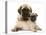 Fawn Pug Puppy with Fawn English Mastiff Puppy-Jane Burton-Premier Image Canvas