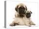 Fawn Pug Puppy with Fawn English Mastiff Puppy-Jane Burton-Premier Image Canvas