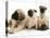 Fawn Pug Pups with Fawn English Mastiff Puppies-Jane Burton-Premier Image Canvas