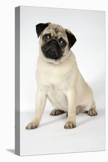 Fawn Pug-null-Premier Image Canvas