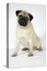 Fawn Pug-null-Premier Image Canvas