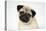 Fawn Pug-null-Premier Image Canvas