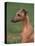 Fawn Whippet Looking Down-Adriano Bacchella-Premier Image Canvas