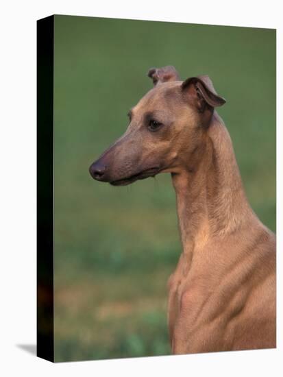 Fawn Whippet Looking Down-Adriano Bacchella-Premier Image Canvas