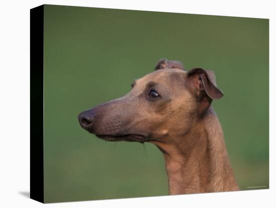 Fawn Whippet Profile-Adriano Bacchella-Premier Image Canvas