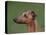 Fawn Whippet Profile-Adriano Bacchella-Premier Image Canvas