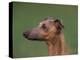 Fawn Whippet Profile-Adriano Bacchella-Premier Image Canvas