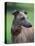 Fawn Whippet Wearing a Collar, Lookig Away-Adriano Bacchella-Premier Image Canvas