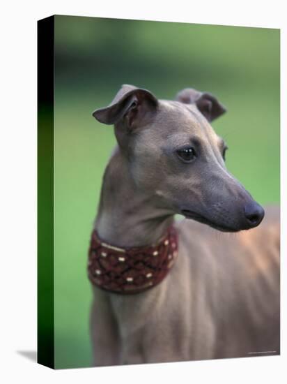 Fawn Whippet Wearing a Collar, Lookig Away-Adriano Bacchella-Premier Image Canvas