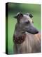 Fawn Whippet Wearing a Collar, Lookig Away-Adriano Bacchella-Premier Image Canvas