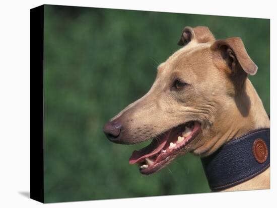 Fawn Whippet Wearing a Collar-Adriano Bacchella-Premier Image Canvas