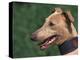 Fawn Whippet Wearing a Collar-Adriano Bacchella-Premier Image Canvas