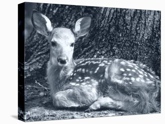 Fawn-Gordon Semmens-Premier Image Canvas