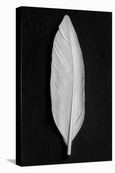 Feather_008-Pictufy Studio III-Premier Image Canvas