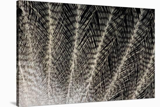 Feather Design of Eurasion Eagle Owl-Darrell Gulin-Premier Image Canvas