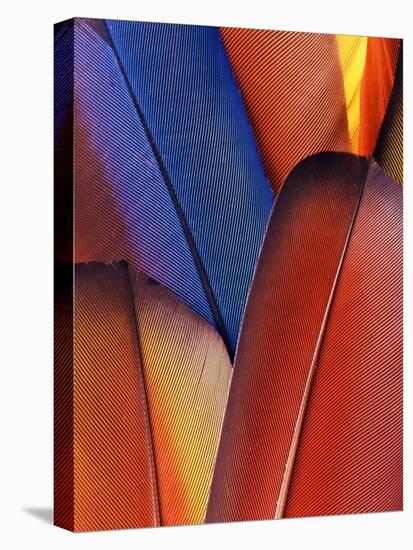 Feather Details of Scarlet Macaw, Honduras-Stuart Westmorland-Premier Image Canvas