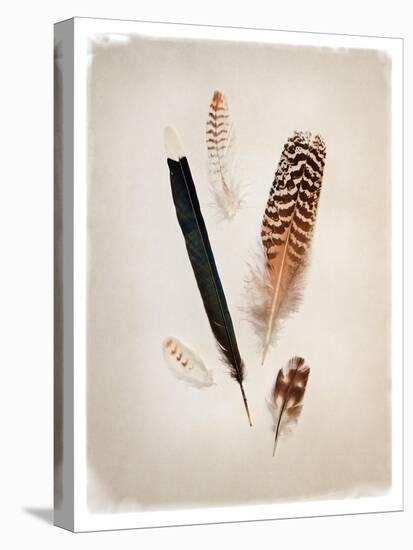 Feather Group II-Debra Van Swearingen-Stretched Canvas