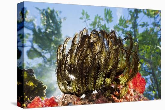 Feather Star on Reef Roof, Comanthina Schlegeli, Marovo Lagoon, the Solomon Islands-Reinhard Dirscherl-Premier Image Canvas