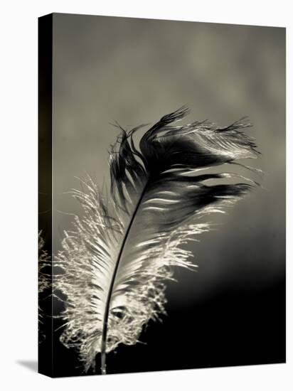 Feather-David Ridley-Premier Image Canvas