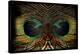 Feathered Owl-Jan Michael Ringlever-Stretched Canvas