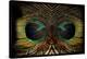 Feathered Owl-Jan Michael Ringlever-Stretched Canvas