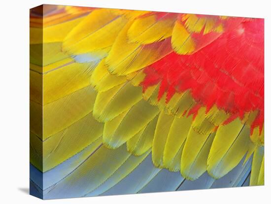 Feathers of a Scarlet Macaw-Arthur Morris-Premier Image Canvas