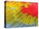 Feathers of a Scarlet Macaw-Arthur Morris-Premier Image Canvas