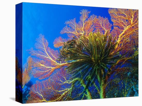 Featherstars Perch on the Edge of Gorgonian Sea Fans to Feed in the Current, Fiji, Pacific Ocean-Louise Murray-Premier Image Canvas