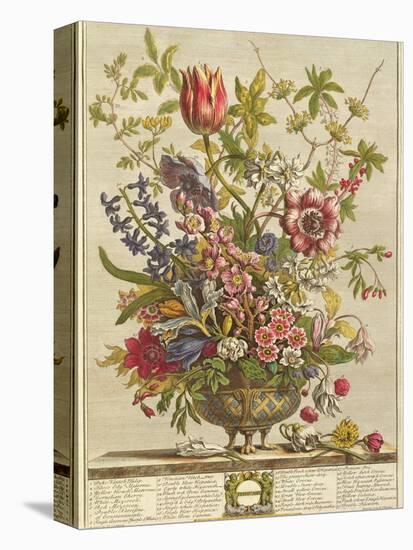 February, from 'Twelve Months of Flowers' by Robert Furber (C.1674-1756) Engraved by Henry Fletcher-Pieter Casteels-Premier Image Canvas