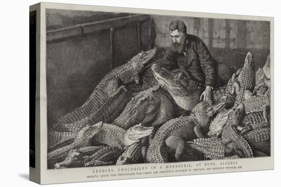 Feeding Crocodiles in a Menagerie, at Bone, Algeria-null-Premier Image Canvas