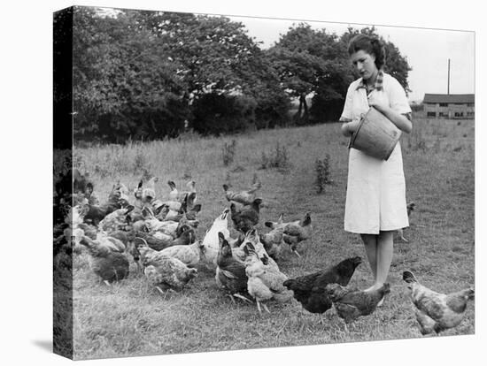 Feeding Hens-null-Premier Image Canvas