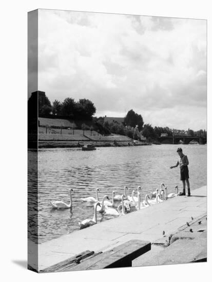 Feeding the Swans-null-Premier Image Canvas