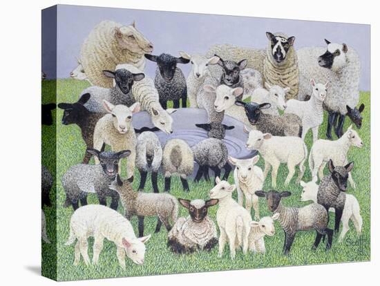 Feeling Sheepish-Pat Scott-Premier Image Canvas