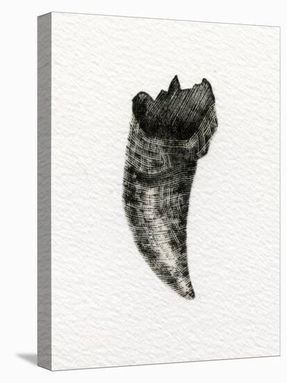 Feline Tooth, 2014-Bella Larsson-Premier Image Canvas