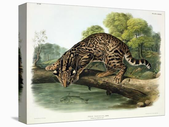Felis Pardalis (Ocelot or Leopard-Cat), Plate 86 from 'Quadrupeds of North America', Engraved by…-John Woodhouse Audubon-Premier Image Canvas