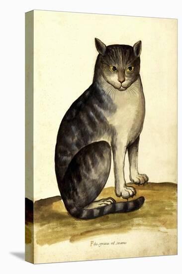 Felis Syriacus Ulisse Aldrovani (1522 –1605)-Vintage Lavoie-Premier Image Canvas