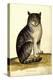 Felis Syriacus Ulisse Aldrovani (1522 –1605)-Vintage Lavoie-Premier Image Canvas