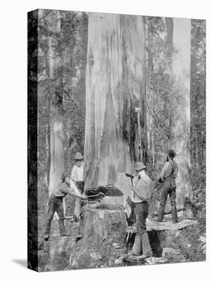 Felling a Blue-Gum Tree in Huon Forest, Tasmania, c.1900, from 'Under the Southern Cross -?-Australian Photographer-Premier Image Canvas