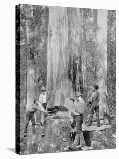 Felling a Blue-Gum Tree in Huon Forest, Tasmania, c.1900, from 'Under the Southern Cross -?-Australian Photographer-Premier Image Canvas